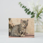 不機嫌な子猫 ポストカード (スタンド正面)