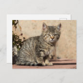 不機嫌な子猫 ポストカード (正面/裏面)