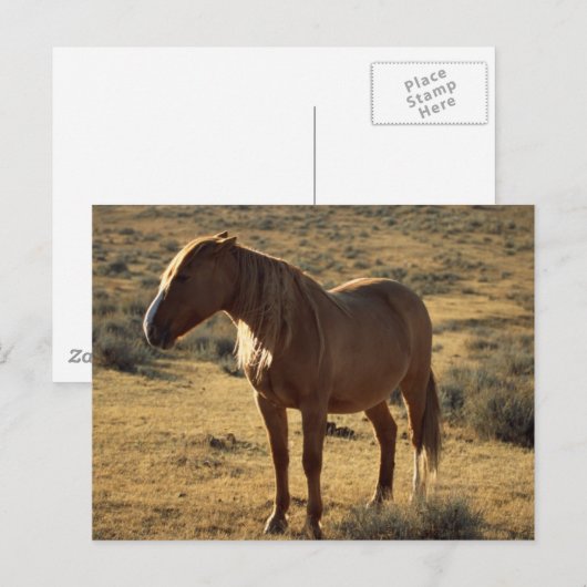 不機嫌な栗 ポストカード (正面/裏面)
