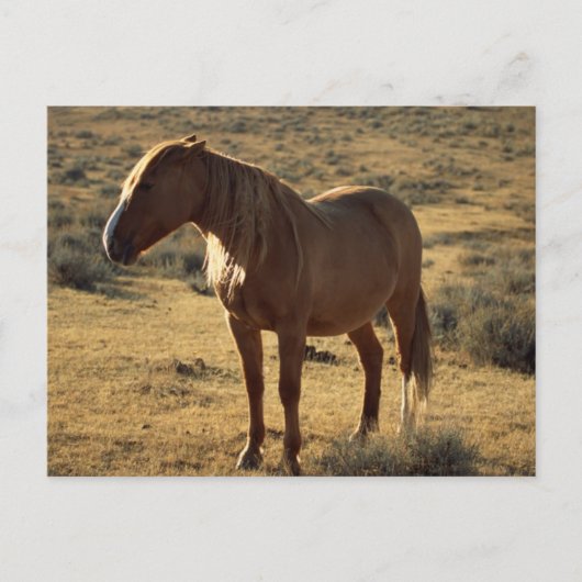 不機嫌な栗 ポストカード (正面)