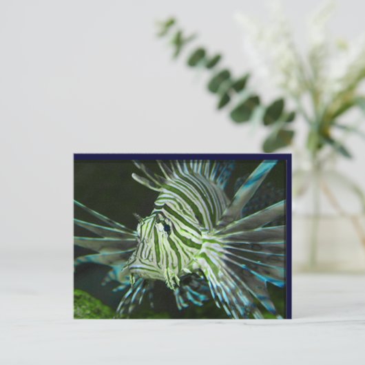 不機嫌な魚 ポストカード (スタンド正面)