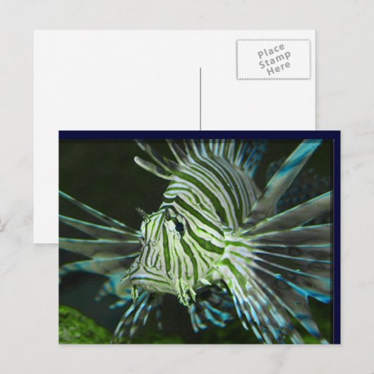 不機嫌な魚 ポストカード (正面/裏面)