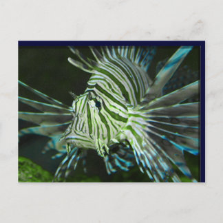 不機嫌な魚 ポストカード