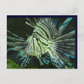 不機嫌な魚 ポストカード (正面)