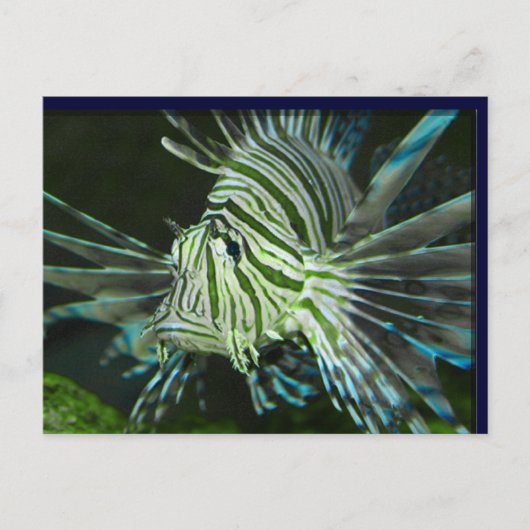 不機嫌な魚 ポストカード (正面)