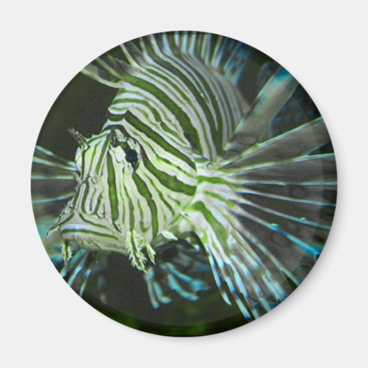 不機嫌な魚 マグネット (正面)