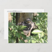 不機嫌な鳥はがき ポストカード (正面/裏面)