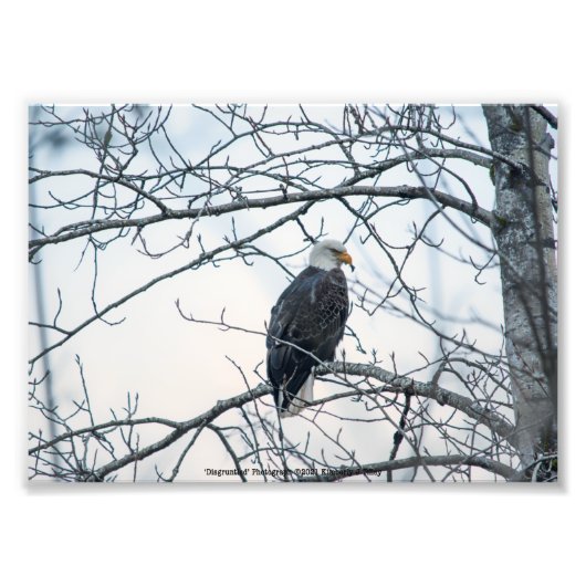 不機嫌な フォトプリント            (正面)