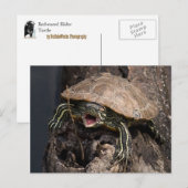 不機嫌亀はがき ポストカード (正面/裏面)