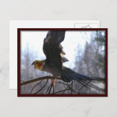 不機嫌鳥はがき ポストカード (正面/裏面)