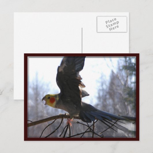 不機嫌鳥はがき ポストカード (正面/裏面)