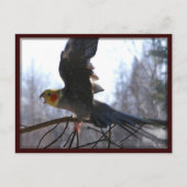 不機嫌鳥はがき ポストカード (正面)