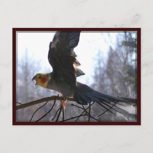 不機嫌鳥はがき ポストカード (正面)