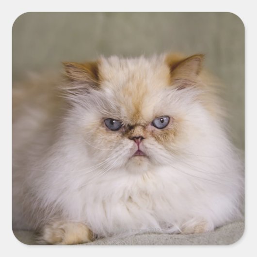 不機嫌、動揺、横たわる火炎点ヒマラヤ スクエアシール (正面)