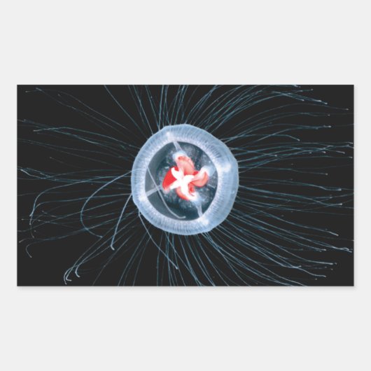 不死クラゲ長方形ステッカー 長方形シール (正面)