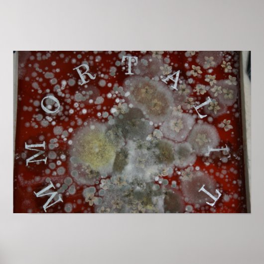 不死 ポスター (正面)