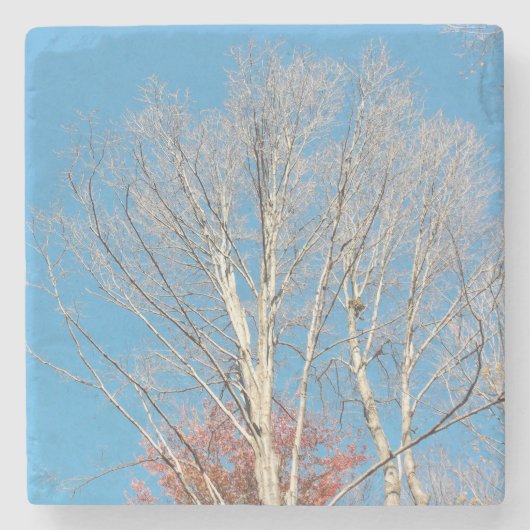 不毛の木 ストーンコースター (正面)