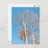 不毛の木 ポストカード (正面/裏面)