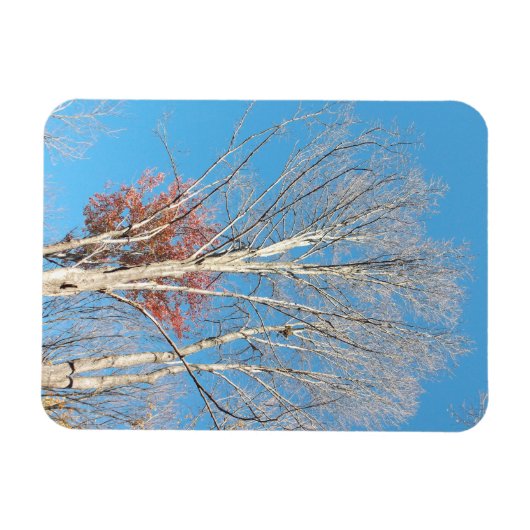 不毛の木 マグネット (横)