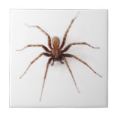 不気味なクモ タイル (正面)