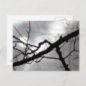 不気味なハロウィーンシルエットブランチ霧と太陽 ポストカード (正面/裏面)