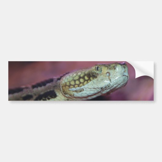 不気味なヘビ バンパーステッカー (正面)