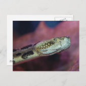 不気味なヘビ ポストカード (正面/裏面)