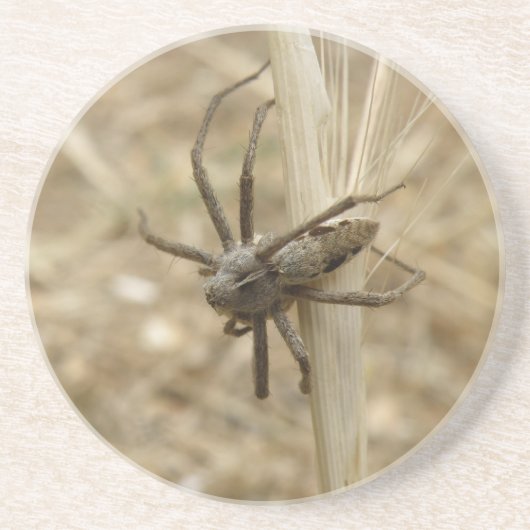 不気味な這い上がったクモのコースター コースター (正面)