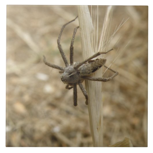 不気味な這い上がったクモのタイル タイル (正面)