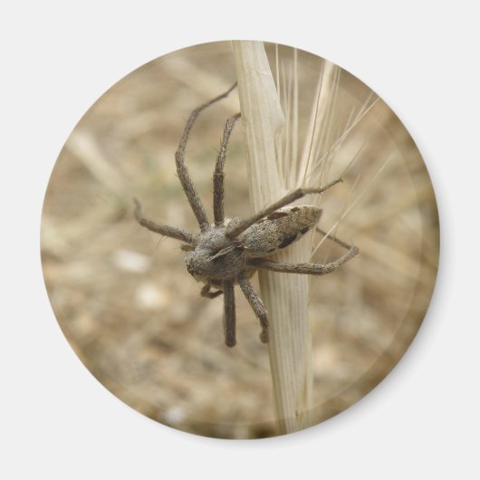 不気味な這い蜘蛛の磁石 マグネット (正面)