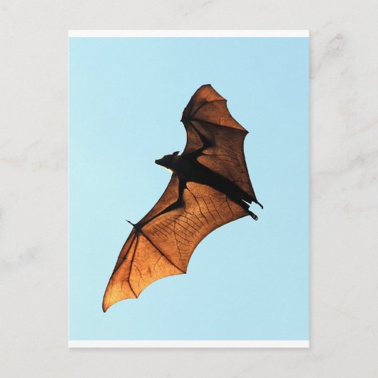 不気味な飛んでいるハロウィーンフォックス(フルーツこうもり) ポストカード (正面)