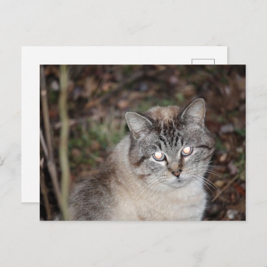 不気味 ポストカード (正面/裏面)