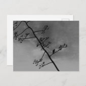 不気味Bird on Limbシルエット白黒 ポストカード (正面/裏面)