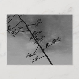 不気味Bird on Limbシルエット白黒 ポストカード