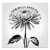 不老菊 フォトプリント            (正面)