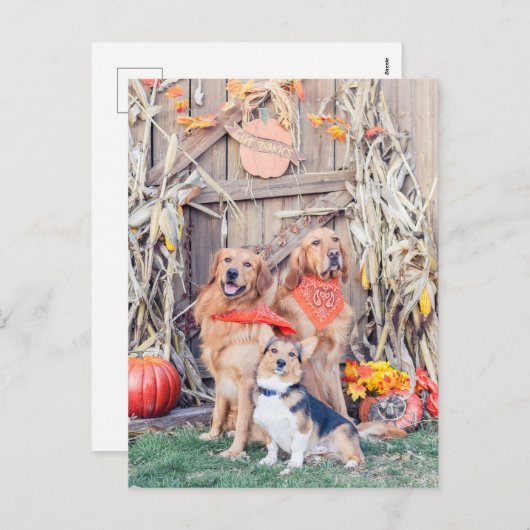与え感謝してい可愛い犬と感謝祭の収穫 シーズンポストカード (正面/裏面)