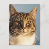 与田 ポストカード (正面)