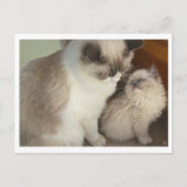 世代 ポストカード (正面)