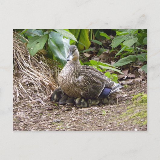 世最高の界の母 ポストカード (正面)