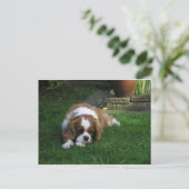 世界で一番可愛い犬が腹を空けている ポストカード (スタンド正面)