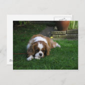 世界で一番可愛い犬が腹を空けている ポストカード (正面/裏面)