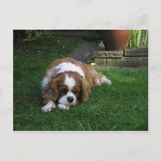 世界で一番可愛い犬が腹を空けている ポストカード (正面)