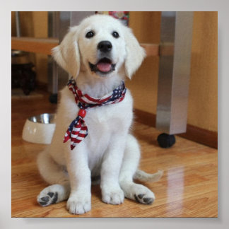 世界で最も可愛い犬 ポスター