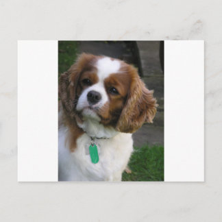 世界で最も可愛い犬 ポストカード