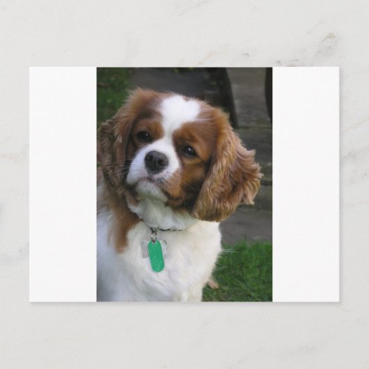 世界で最も可愛い犬 ポストカード (正面)