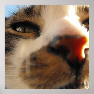 世界で最も愛される猫 ポスター