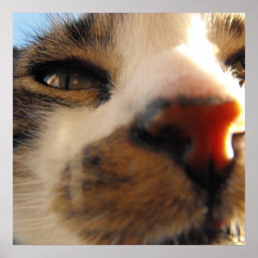 世界で最も愛される猫 ポスター (正面)