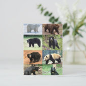 世界のクマたち8 ポストカード (スタンド正面)