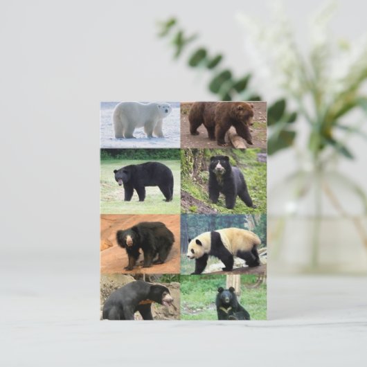 世界のクマたち8 ポストカード (スタンド正面)