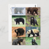 世界のクマたち8 ポストカード (正面/裏面)